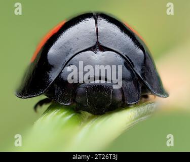 Frontal view of Kidney-spot Ladybird (Chilocorus renipustulatus). Tipperary, Ireland Stock Photo