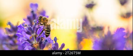 Intricate Beauty: Exploring Lavender Through the Bee's Lens Stock Photo