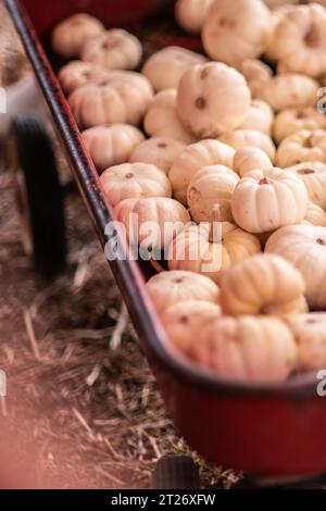 Vertical image of small white pumpkins inside a red wagon at Deluca Farm in San Pedro, CA. Stock Photo