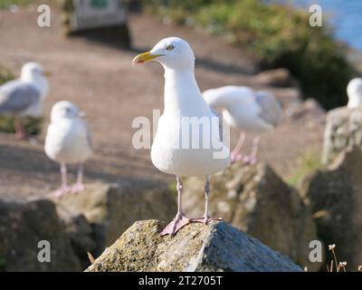 A seagull sitting on a round fieldstone in front of the sky at Lizard Point in Cornwall England Stock Photo