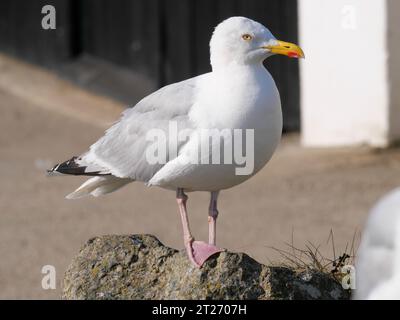 A seagull sitting on a round fieldstone in front of the sky at Lizard Point in Cornwall England Stock Photo