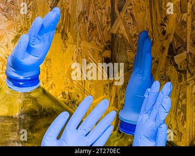 The correct fermentation process, making homemade wine. Glass bottles with huge blue inflated gloves on a wooden background. Stock Photo