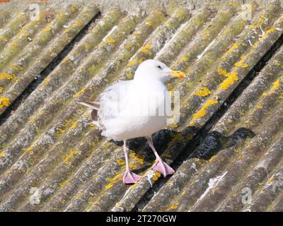 A seagull sitting on a roof made of corrugated asbestos at Lizard Point in Cornwall England Stock Photo