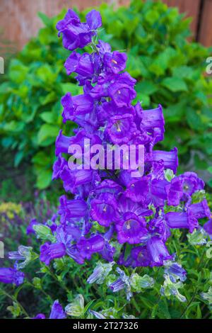 Canterbury Bells ( Campanula medium)  purple flowers in a garden border in Stockton,England,UK Stock Photo