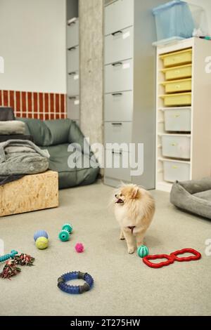 joyful pomeranian spitz standing near set of different toys on floor in modern dog hotel, playtime Stock Photo