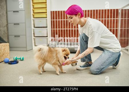 purple-haired dog caregiver holding bowl with dry food near pomeranian spitz in dog hotel, mealtime Stock Photo