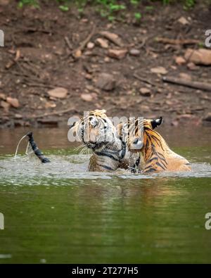 two wild male bengal tigers or brothers in action fighting for territory in pond water in monsoon season in safari at ranthambore national park forest Stock Photo