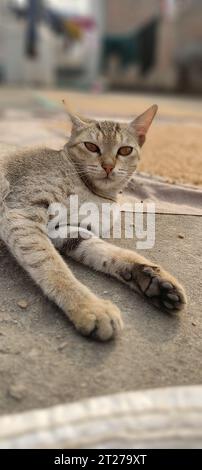 An orange and white striped tabby cat relaxes lazily on a sidewalk, with a bustling urban cityscape in the background Stock Photo
