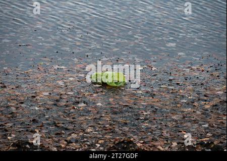 A green plastic bag washing up on shore in the autumn leaves on Lake Pleasant in Speculator, NY, USA Stock Photo