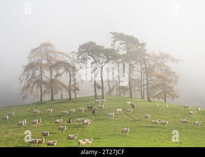 Hopesay Common and the hills near Craven Arms viewed from the Iron Age Hill Fort on Burrow, Aston on Clun, Shropshire, UK Stock Photo