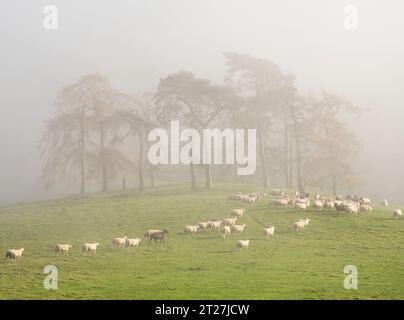 Hopesay Common and the hills near Craven Arms viewed from the Iron Age Hill Fort on Burrow, Aston on Clun, Shropshire, UK Stock Photo