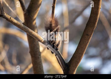 Abert's squirrels are medium-sized tree squirrels found in the mountains of the southwestern United States and northern Mexico. They are known for the Stock Photo
