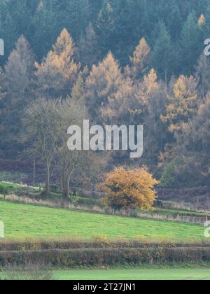 Quintessential British mixed woodland on Goat Hill in South Shropshire, England, UK. Stock Photo