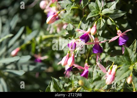 a close-up of a purple fuchsia Stock Photo