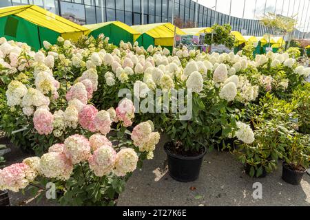 SAINT PETERSBURG, RUSSIA, September 1, 2023: sale of hydrangeas at a garden fair Stock Photo