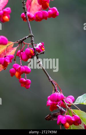 Pink, Euonymus europaeus Red Cascade, Spindle Tree Stock Photo