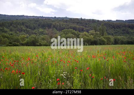 a meadow with beautiful poppies Stock Photo