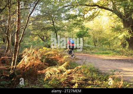 The High Beech area of Epping Forest in Essex, in autumnal weather, UK Stock Photo