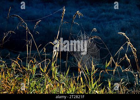 Spider web in grasses Stock Photo