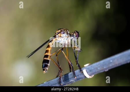 Close up view of stenopogon is a genus of robber flies, insects in the family asilidae in Brazil Stock Photo