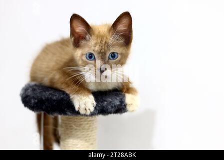 Cute little blue eyes kitten in a new home Stock Photo