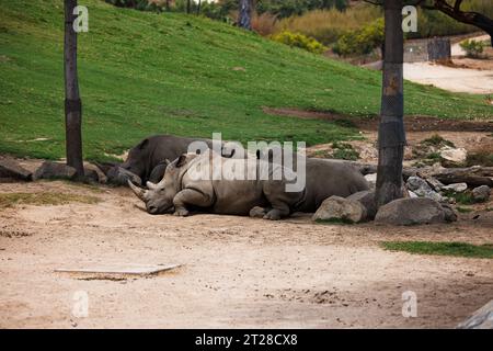 rhinos rest in the shade together Stock Photo