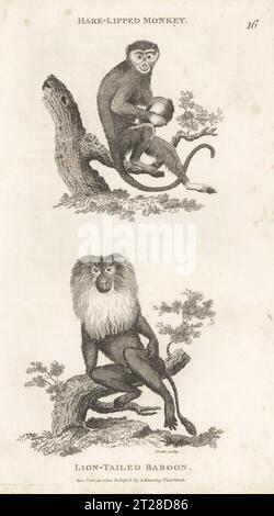 Endangered crab-eating macaque, Macaca fascicularis, and endangered lion-tailed macaque or wanderoo, Macaca silenus. As hare-lipped monkey, Simia cynomolgus, and lion-tailed baboon, Simia ferox. After illustrations by Jacques de Seve for the Comte de Buffon. Copperplate engraving by James Heath from George Shaw’s General Zoology: Mammalia, G. Kearsley, Fleet Street, London, 1800. Stock Photo