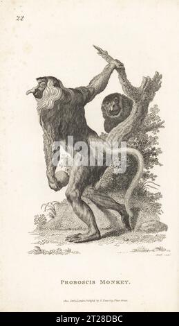 Proboscis monkey or long-nosed monkey, Nasalis larvatus. Endangered. Simia nasalis. After an illustration by Jacques de Seve for the Comte de Buffon's Histoire Naturelle. Copperplate engraving by James Heath from George Shaw’s General Zoology: Mammalia, G. Kearsley, Fleet Street, London, 1800. Stock Photo