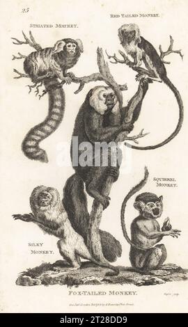 Common marmoset, Callithrix jacchus, red-tail guenon, Cercopithecus ascanius, white-faced saki, Pithecia pithecia, endangered golden lion tamarin, Leontopithecus rosalia, and Guianan squirrel monkey, Saimiri sciureus. Striated monkey, red-tailed monkey, fox-tailed monkey, silky monkey and squirrel monkey. Copperplate engraving by Taylor from George Shaw’s General Zoology: Mammalia, G. Kearsley, Fleet Street, London, 1800. Stock Photo