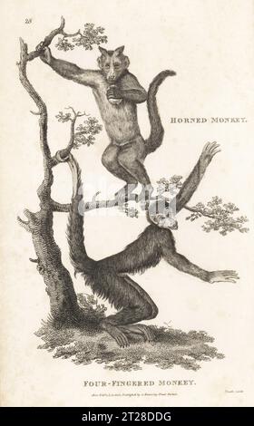 Tufted capuchin, Sapajus apella, and red-faced spider monkey, Ateles paniscus. Horned monkey, Simia fatuellus, and four-fingered monkey, Simia paniscus. After illustrations by Jacques de Seve for the Comte de Buffon and J.C.D. Schreber.  Copperplate engraving by James Heath from George Shaw’s General Zoology: Mammalia, G. Kearsley, Fleet Street, London, 1800. Stock Photo