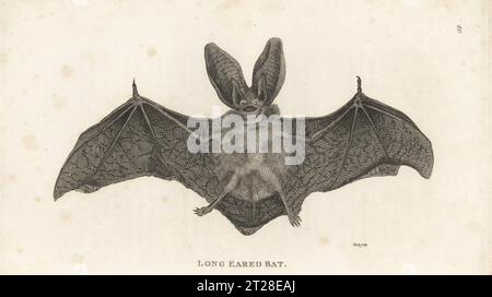 Brown long-eared bat, Plecotus auritus subsp. auritus. (Vespertilio auritus). Copperplate engraving by James Heath from George Shaw’s General Zoology: Mammalia, G. Kearsley, Fleet Street, London, 1800. Stock Photo