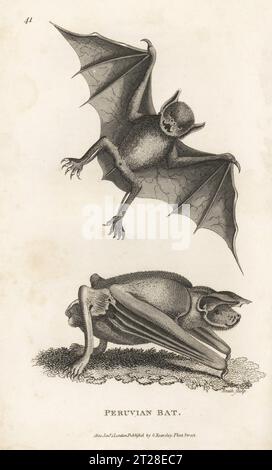 Greater bulldog bat or fisherman bat, Noctilio leporinus subsp. leporinus. Peruvian bat, Vespertilio leporinus. Copperplate engraving by James Heath from George Shaw’s General Zoology: Mammalia, G. Kearsley, Fleet Street, London, 1800. Stock Photo