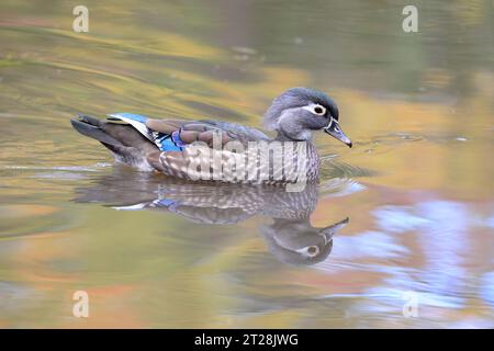 Female Wood Duck and her reflection on the lake in autumn, Quebec, Canada Stock Photo
