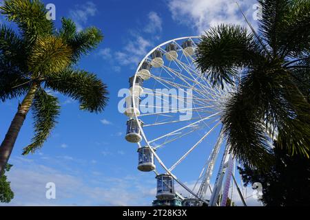 Looking up through palm trees at ferris wheel the Reef Eye on Cairns Esplanade in Cairns, Queensland, Australia Stock Photo