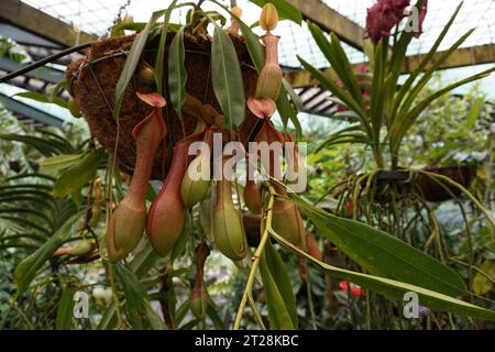 Tropical pitcher plant or monkey cup (nepenthes alata), a carnivorous plant, in greenhouse in Cairns Botanic Garden, Cairns, Queensland, Australia Stock Photo