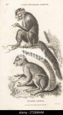 Endangered aye-aye, Daubentonia madagascariensis, and Eastern woolly lemur, eastern avahi or Gmelin's woolly lemur, Avahi laniger. As long-fingered lemur, Lemur psilodactylus, and flocky lemur, Lemur laniger. After illustrations by Pierre Sonnerat. Copperplate engraving by James Heath from George Shaw’s General Zoology: Mammalia, G. Kearsley, Fleet Street, London, 1800. Stock Photo