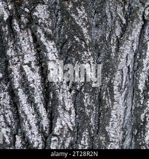 Large tree bark texture for background and design Stock Photo