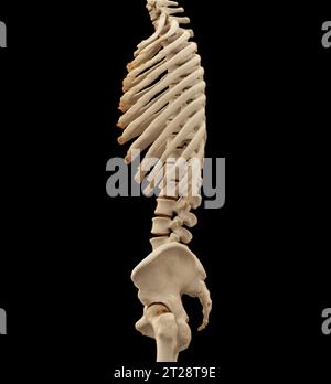 CT scan of thoracic and lumbar spine 3d rendering . Stock Photo