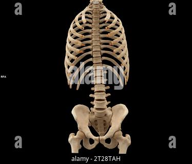 CT scan of thoracic and lumbar spine 3d rendering . Stock Photo