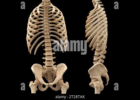 CT scan of thoracic and lumbar spine 3d rendering . Stock Photo