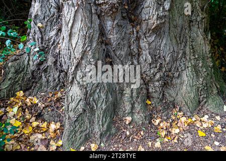 old tree trunk in the forest Stock Photo