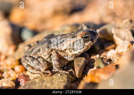 Cane toad (Rhinella marina), also known as the giant neotropical toad ...
