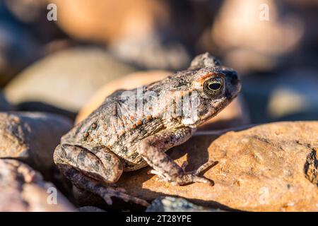 Cane Toad, Giant Neotropical Toad, Marine Toad, Rhinella marina, Marino ...