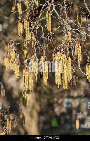 Alnus glutinosa, common alder, black alder, European alder, European black alder, alder, red-brown catkins in late winter/early spring Stock Photo