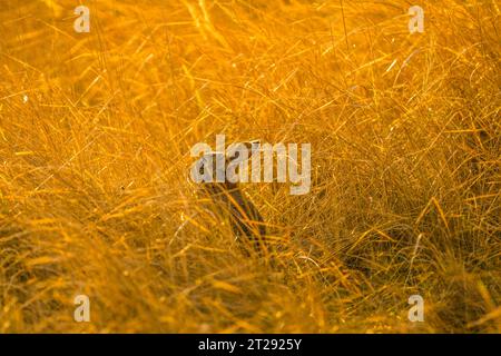 Cute rabbit in the field Stock Photo