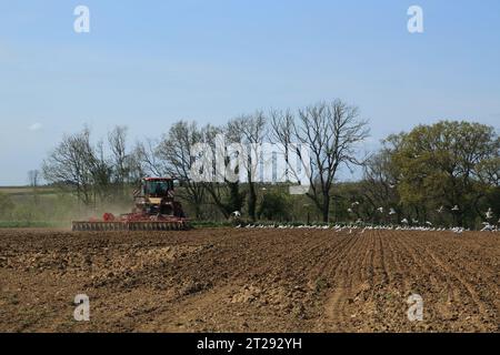 Tractor tilling field with disc harrows in field on North Downs close to Chalksole, Ewell Minnis, Dover, Kent, England, United Kingdom Stock Photo