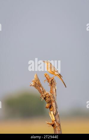 paddyfield pipit or Oriental pipit or Anthus rufulus bird closeup or portrait perched on branch in sanctuary forest of india asia Stock Photo