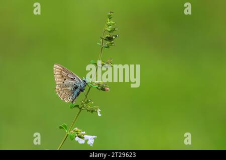 Butterfly on a plant with green background Stock Photo