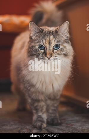 Ragdoll Cat Relaxing on a Table in Sunlight Stock Photo - Alamy