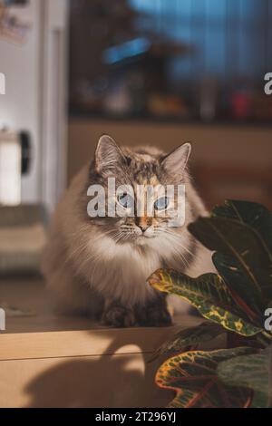 Ragdoll Cat Relaxing on a Table in Sunlight Stock Photo - Alamy